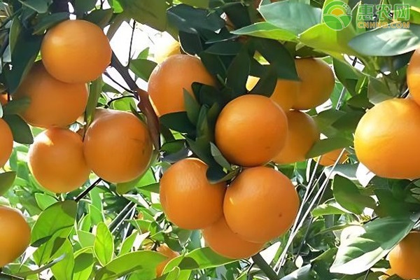 桔樹(shù)的修剪方法-圖片版權(quán)歸惠農(nóng)網(wǎng)所有