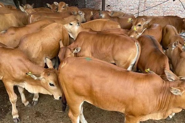 什么品种的牛好养好卖？