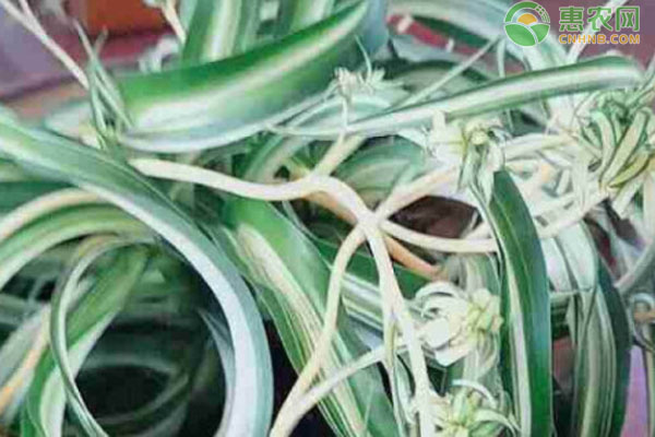卷葉吊蘭的養(yǎng)殖和繁殖方法-圖片版權(quán)歸惠農(nóng)網(wǎng)所有