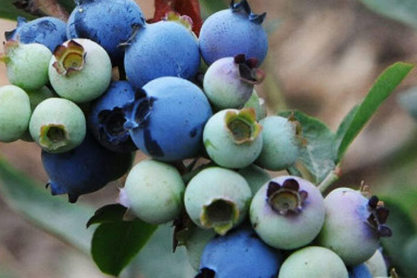 蓝莓苗几年结果？