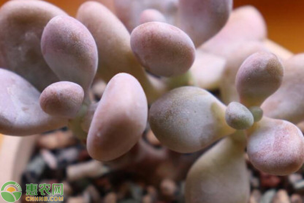 春天肉肉花怎么養(yǎng)才能爆盆？-圖片版權(quán)歸惠農(nóng)網(wǎng)所有