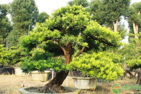 羅漢松怎么養(yǎng)才能更旺盛？-圖片版權歸惠農網(wǎng)所有