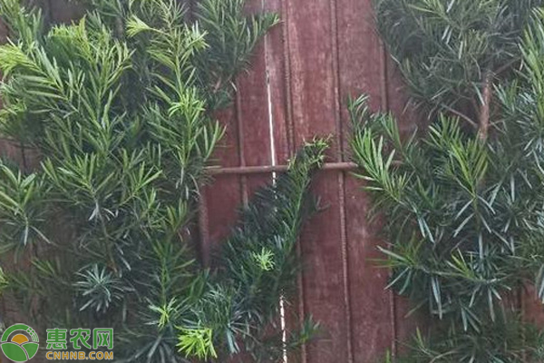 羅漢松怎么養(yǎng)才能更旺盛？-圖片版權歸惠農網(wǎng)所有