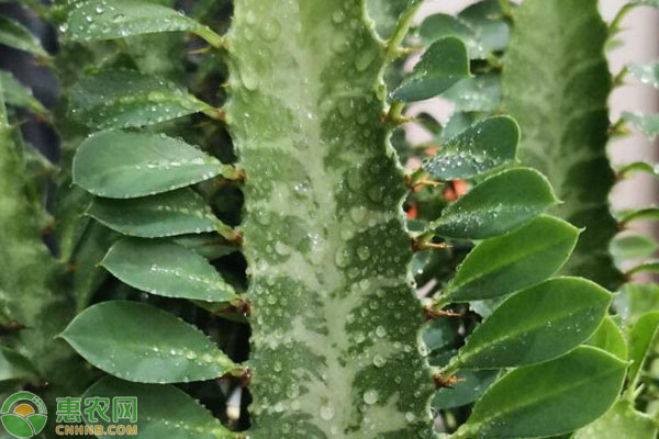 龍骨的種植步驟與注意事項(xiàng)-圖片版權(quán)歸惠農(nóng)網(wǎng)所有