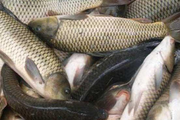 一亩鱼塘养草鱼一年收益多少？