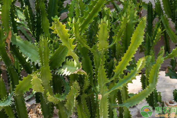 龍骨的種植步驟與注意事項(xiàng)-圖片版權(quán)歸惠農(nóng)網(wǎng)所有