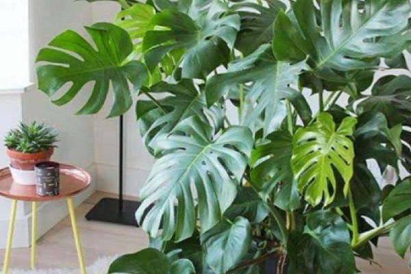 龟背竹喜阴还是喜阳的植物？