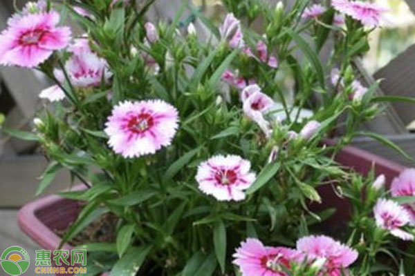 石竹花種子播種全過程-圖片版權歸惠農(nóng)網(wǎng)所有