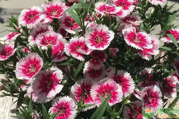 石竹花種子播種全過程-圖片版權歸惠農(nóng)網(wǎng)所有