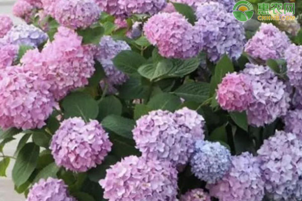 繡球花悶根的原因和處理辦法-圖片版權歸惠農(nóng)網(wǎng)所有