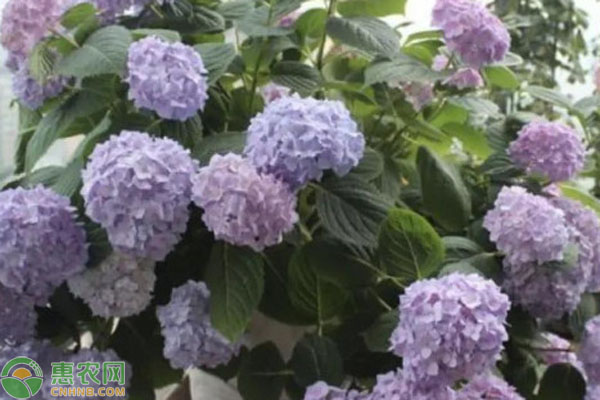 繡球花悶根的原因和處理辦法-圖片版權歸惠農(nóng)網(wǎng)所有