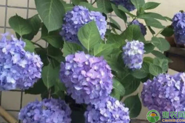 繡球花悶根的原因和處理辦法-圖片版權歸惠農(nóng)網(wǎng)所有