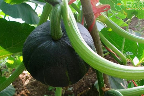 南瓜苗種植技術(shù)與管理-圖片版權(quán)歸惠農(nóng)網(wǎng)所有