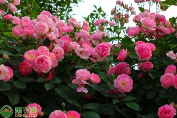 薔薇花什么時(shí)候種植最好？-圖片版權(quán)歸惠農(nóng)網(wǎng)所有