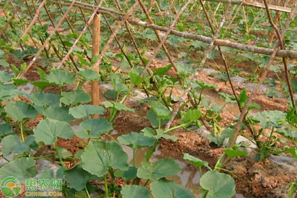 南瓜苗種植技術(shù)與管理-圖片版權(quán)歸惠農(nóng)網(wǎng)所有