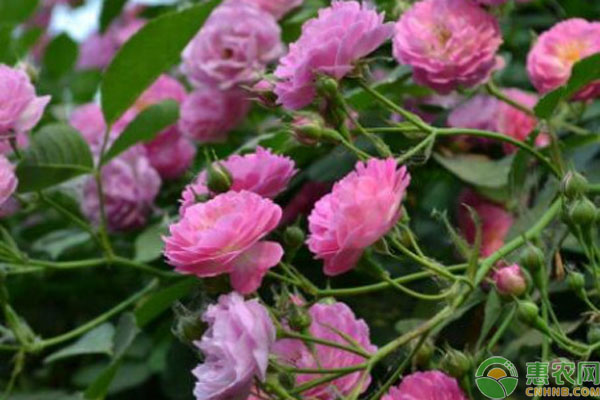 薔薇花什么時(shí)候種植最好？-圖片版權(quán)歸惠農(nóng)網(wǎng)所有