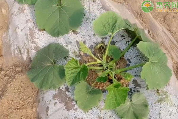 南瓜種子怎么催芽？-圖片版權(quán)歸惠農(nóng)網(wǎng)所有