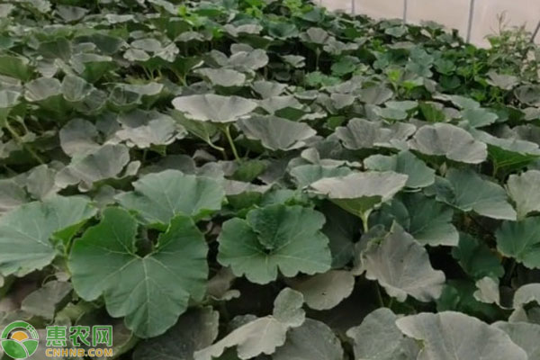 南瓜種子怎么催芽？-圖片版權(quán)歸惠農(nóng)網(wǎng)所有