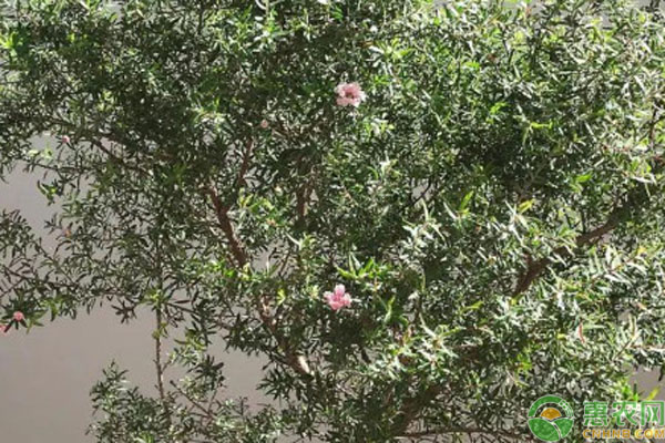 松紅梅的養(yǎng)殖方法和注意事項(xiàng)-圖片版權(quán)歸惠農(nóng)網(wǎng)所有