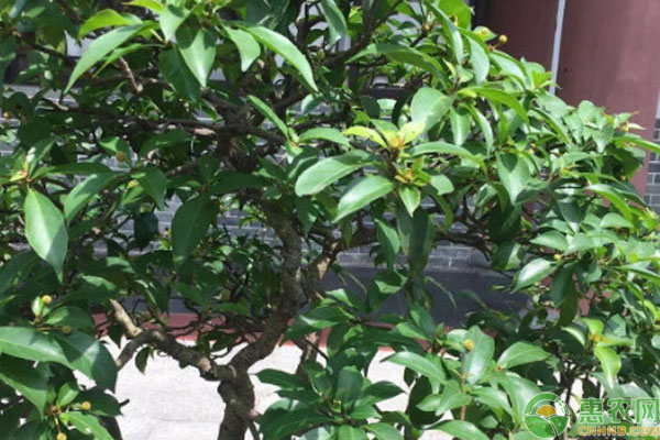 水楊梅樹的種植和繁殖方法-圖片版權(quán)歸惠農(nóng)網(wǎng)所有
