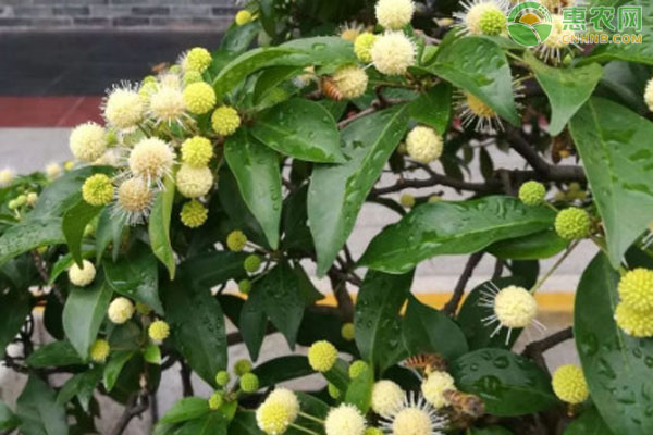 水楊梅樹的種植和繁殖方法-圖片版權(quán)歸惠農(nóng)網(wǎng)所有
