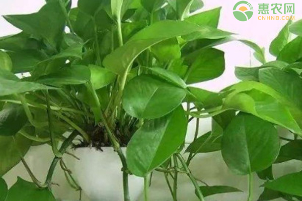 養(yǎng)綠蘿怎么養(yǎng)才茂盛？-圖片版權(quán)歸惠農(nóng)網(wǎng)所有
