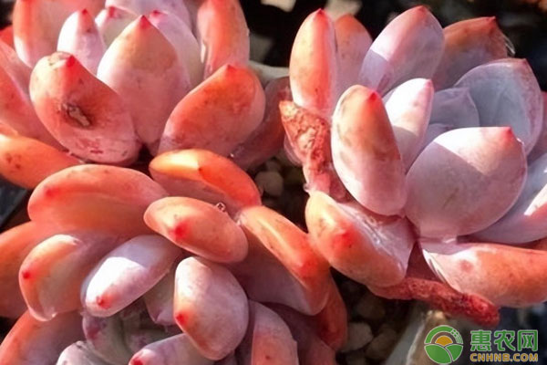 橙夢露小苗怎么養(yǎng)護？-圖片版權歸惠農(nóng)網(wǎng)所有
