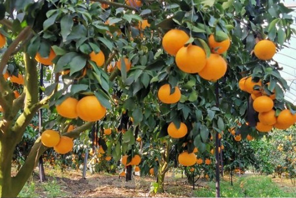 柑橘树苗什么时候种植最好？