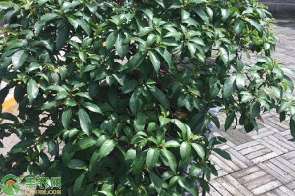 水楊梅樹的種植和繁殖方法-圖片版權(quán)歸惠農(nóng)網(wǎng)所有