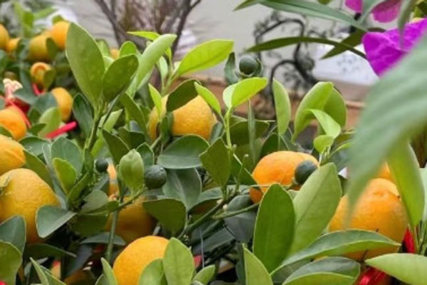 橘子树苗几年结果？