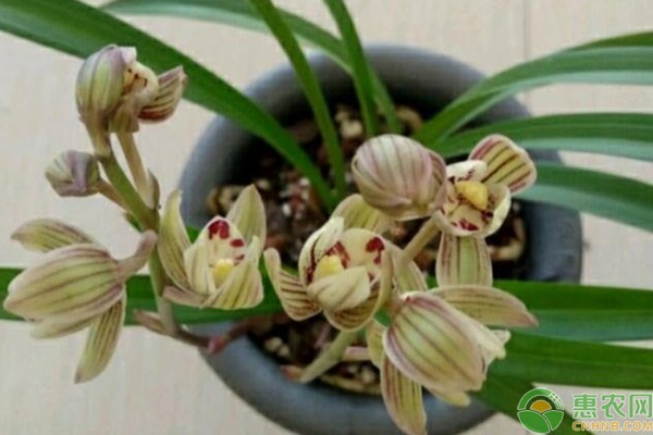 蘭花怎么養(yǎng)才能旺盛容易開花？-圖片版權(quán)歸惠農(nóng)網(wǎng)所有