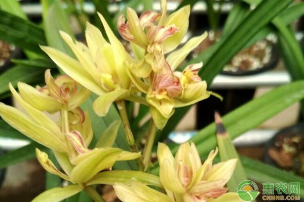 蘭花怎么養(yǎng)才能旺盛容易開花？-圖片版權(quán)歸惠農(nóng)網(wǎng)所有