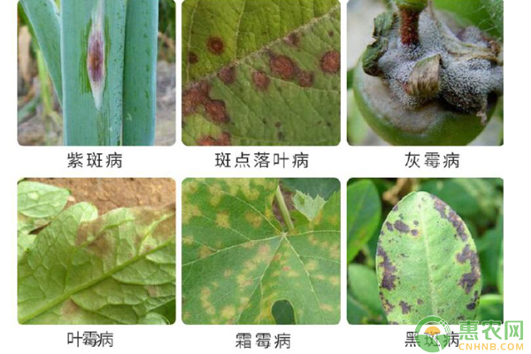 多抗霉素防治哪些病害？-圖片版權歸惠農網(wǎng)所有