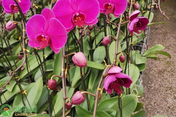 蘭花怎么養(yǎng)才能旺盛容易開花？-圖片版權(quán)歸惠農(nóng)網(wǎng)所有