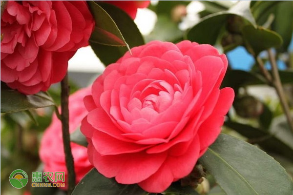 茶花應(yīng)該如何養(yǎng)殖？-圖片版權(quán)歸惠農(nóng)網(wǎng)所有
