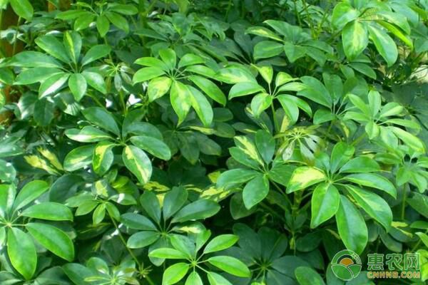 鵝掌柴怎么養(yǎng)得更旺盛？-圖片版權(quán)歸惠農(nóng)網(wǎng)所有