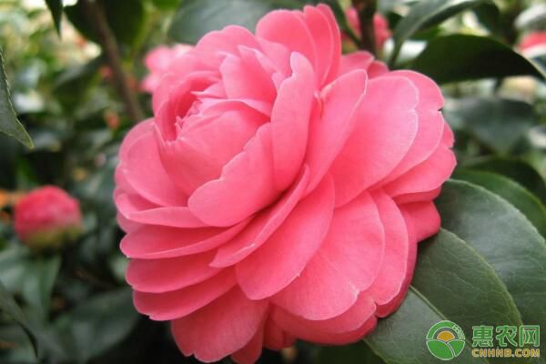 茶花應(yīng)該如何養(yǎng)殖？-圖片版權(quán)歸惠農(nóng)網(wǎng)所有