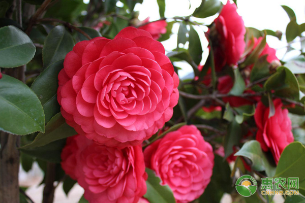 茶花應(yīng)該如何養(yǎng)殖？-圖片版權(quán)歸惠農(nóng)網(wǎng)所有