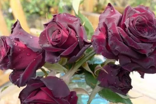 黑玫瑰的花语是什么？