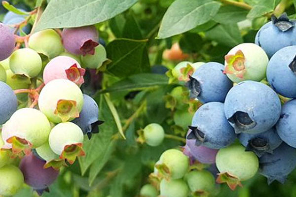 蓝莓哪个品种最好吃？