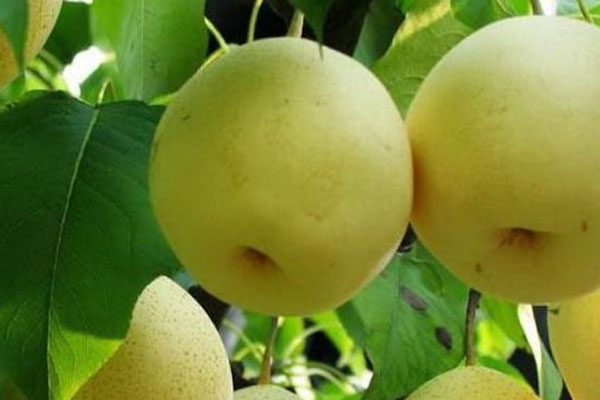 梨有多少品种？