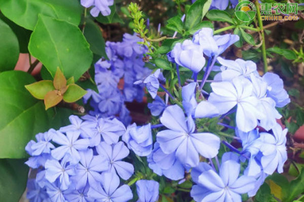 藍(lán)雪花的養(yǎng)殖方法和注意事項-圖片版權(quán)歸惠農(nóng)網(wǎng)所有