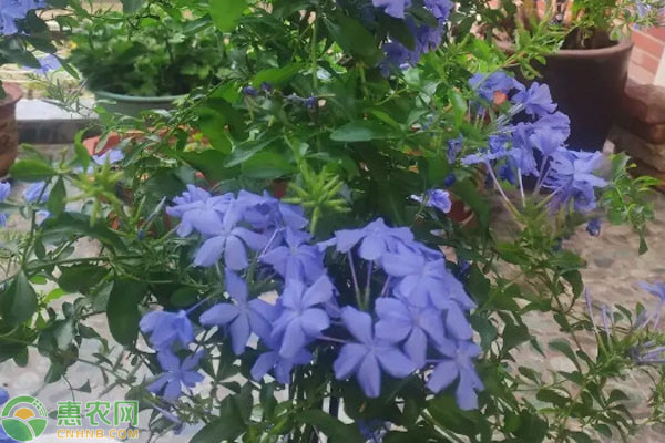 藍(lán)雪花的養(yǎng)殖方法和注意事項-圖片版權(quán)歸惠農(nóng)網(wǎng)所有