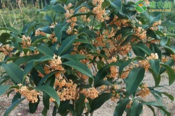 桂花树叶子发黄怎么办？-图片版权归惠农网所有