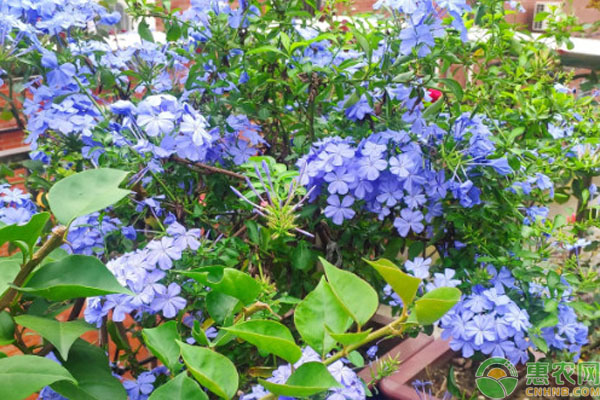 藍(lán)雪花的養(yǎng)殖方法和注意事項-圖片版權(quán)歸惠農(nóng)網(wǎng)所有