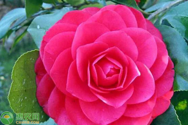 茶花的養(yǎng)殖方法和注意事項-圖片版權歸惠農(nóng)網(wǎng)所有