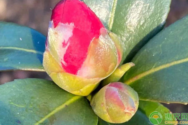 茶樹花怎么養(yǎng)殖？-圖片版權(quán)歸惠農(nóng)網(wǎng)所有