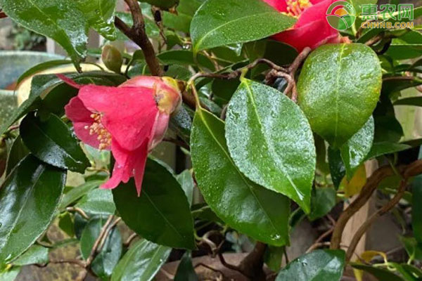 茶樹花怎么養(yǎng)殖？-圖片版權(quán)歸惠農(nóng)網(wǎng)所有