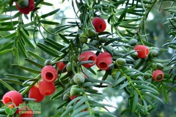 紅豆杉葉子發(fā)黃的補(bǔ)救措施-圖片版權(quán)歸惠農(nóng)網(wǎng)所有