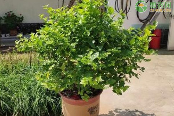 茉莉花怎么養(yǎng)才能更旺盛開花？-圖片版權(quán)歸惠農(nóng)網(wǎng)所有